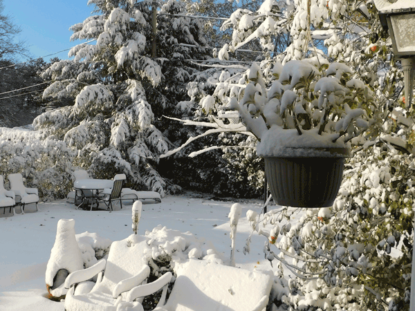 Backyard with snow and trees 