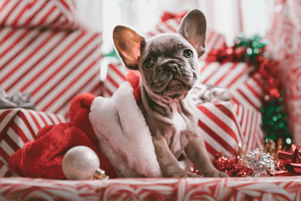 Puppy in white and red gift wrapped boxes