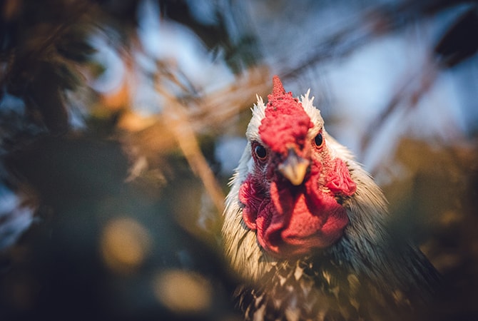 Live chicken glaring at camera glad shes not part of Buffalo Chicken Nachos