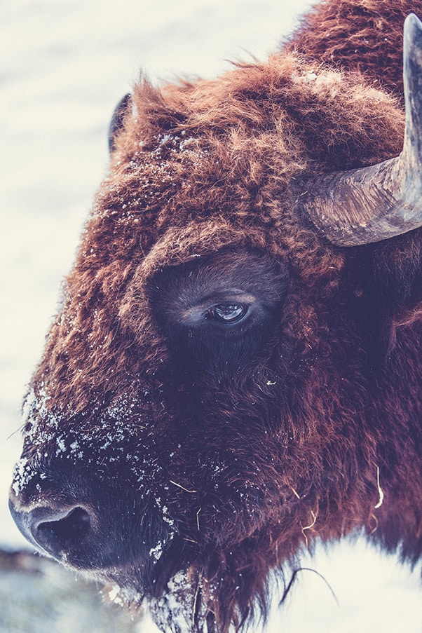 Closeup of Buffalo that is not in Buffalo Chicken Nachos