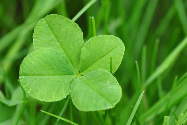 Saint Patrick’s Day Dinner Menu