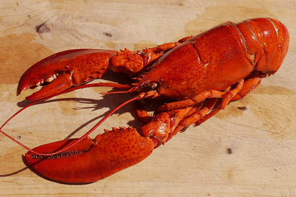 Bring Your Own Lobster – Feast for Free!