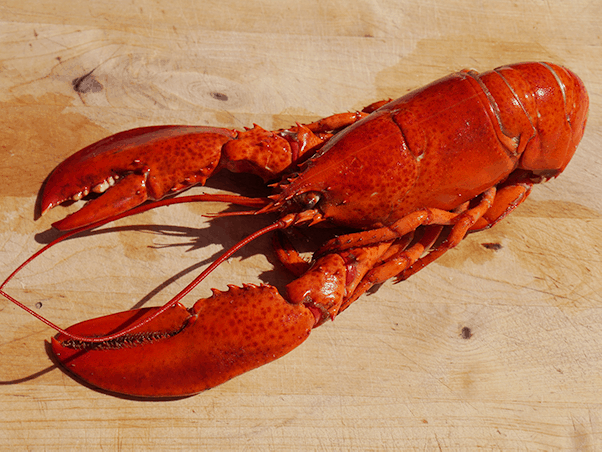 Bring Your Own Lobster – Feast for Free!