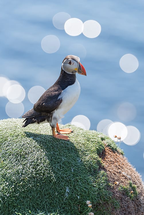 Puffin on a rock for the Weekly Menu 03.28.21