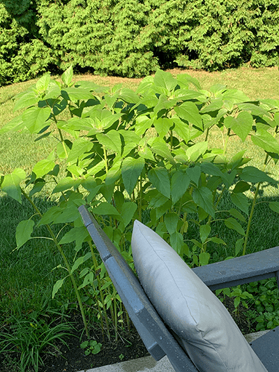 Sunflowers for the Weekly menu 08.27.23