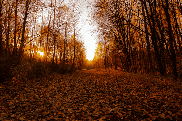 WEEKLY MENU 11.02.25