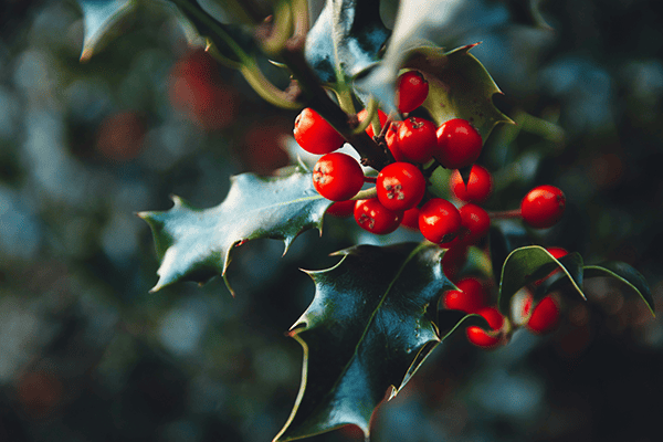 WEEKLY MENU 12.07.25